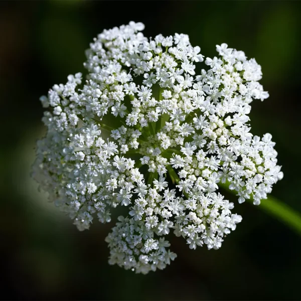 Bomoi Eau Florale de Carotte Sauvage Bio 100ml